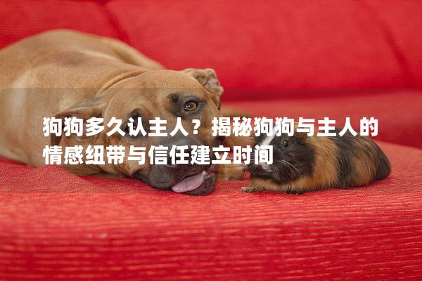 狗狗多久認主人?揭秘狗狗與主人的情感紐帶與信任建立時間 狗狗多久認主人?揭秘狗狗與主人的情感紐帶與信任建立時間