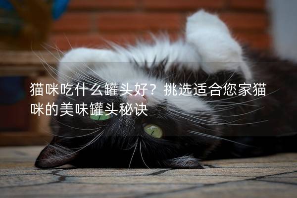 貓咪吃什么罐頭好？挑選適合您家貓咪的美味罐頭秘訣