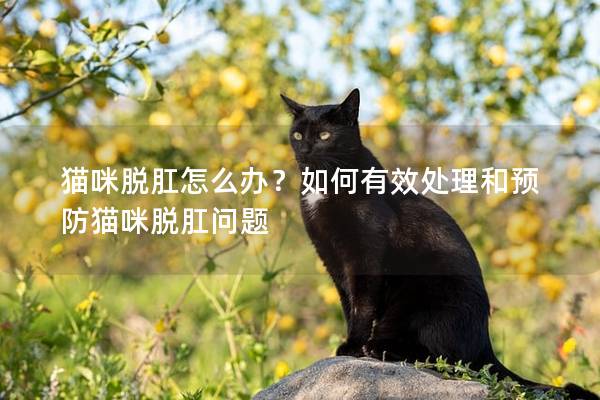 貓咪脫肛怎么辦？如何有效處理和預(yù)防貓咪脫肛問題