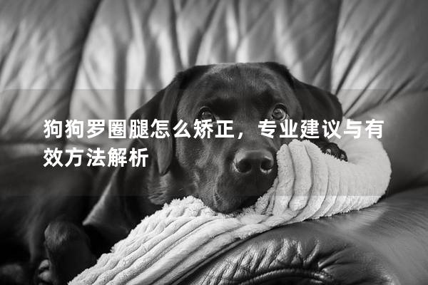 狗狗羅圈腿怎么矯正，專(zhuān)業(yè)建議與有效方法解析