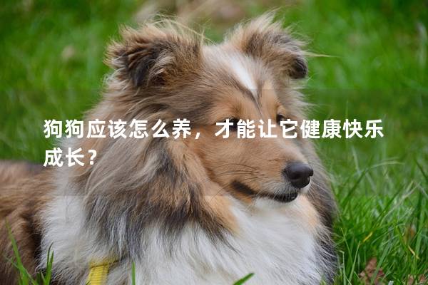 狗狗應(yīng)該怎么養(yǎng),才能讓它健康快樂成長? 狗狗應(yīng)該怎么養(yǎng),才能讓它健康快樂成長?