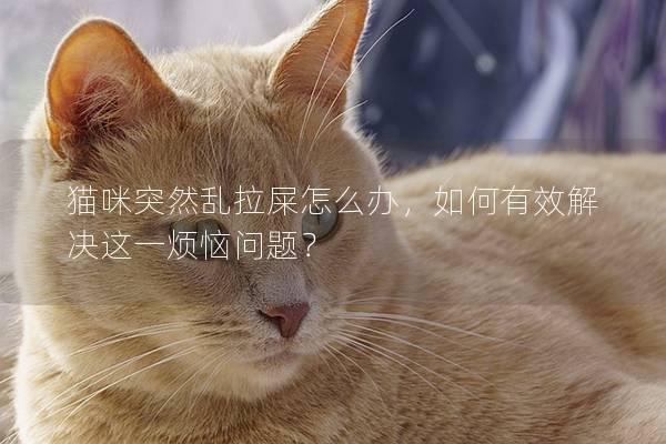 貓咪突然亂拉屎怎么辦，如何有效解決這一煩惱問題？