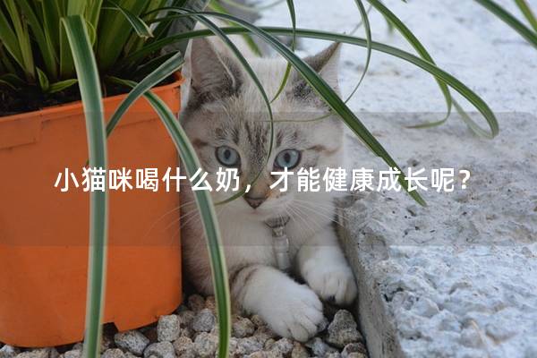 小貓咪喝什么奶，才能健康成長呢？