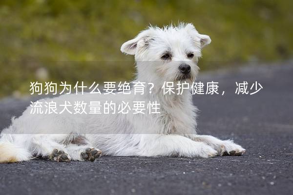 狗狗為什么要絕育？保護健康，減少流浪犬數量的必要性