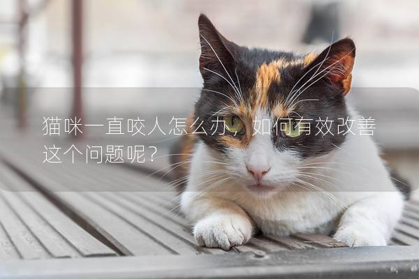 貓咪一直咬人怎么辦，如何有效改善這個問題呢？