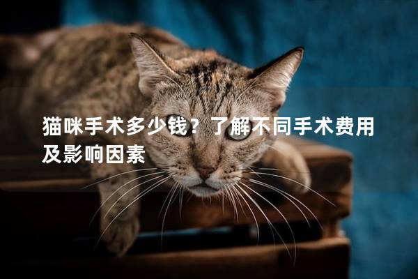 貓咪手術多少錢？了解不同手術費用及影響因素