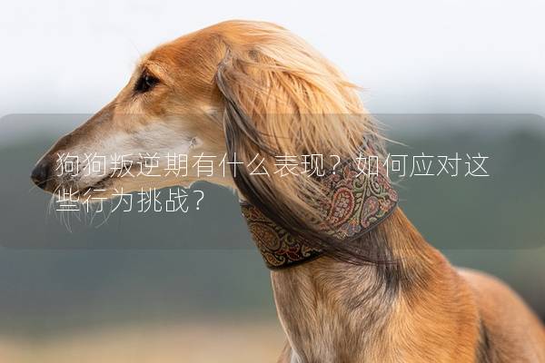 狗狗叛逆期有什么表現？如何應對這些行為挑戰？