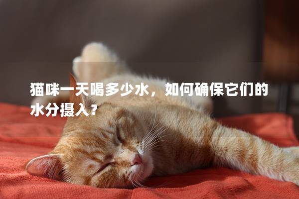 貓咪一天喝多少水，如何確保它們的水分攝入？