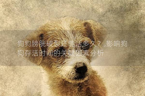 狗狗膀胱破裂還能活多久？,影響狗狗存活時間的關鍵因素分析