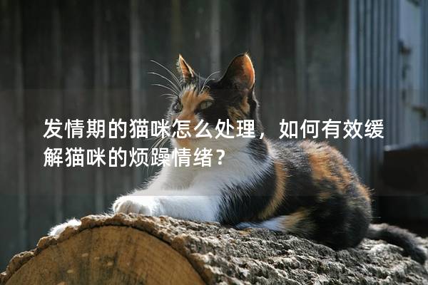 發情期的貓咪怎么處理，如何有效緩解貓咪的煩躁情緒？