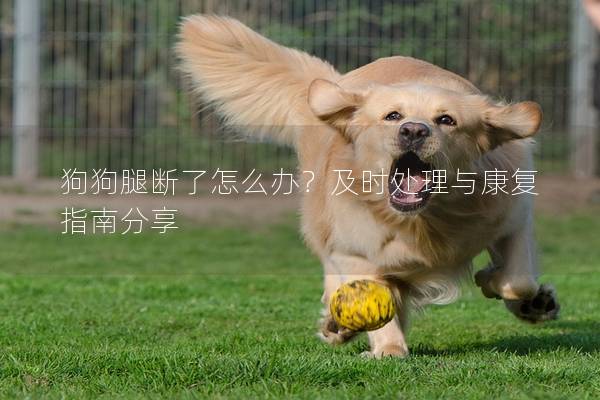 狗狗腿斷了怎么辦？及時處理與康復指南分享