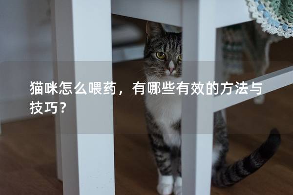 貓咪怎么喂藥，有哪些有效的方法與技巧？