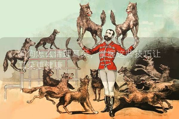 狗狗怎么清理耳朵，掌握這些技巧讓耳朵更健康