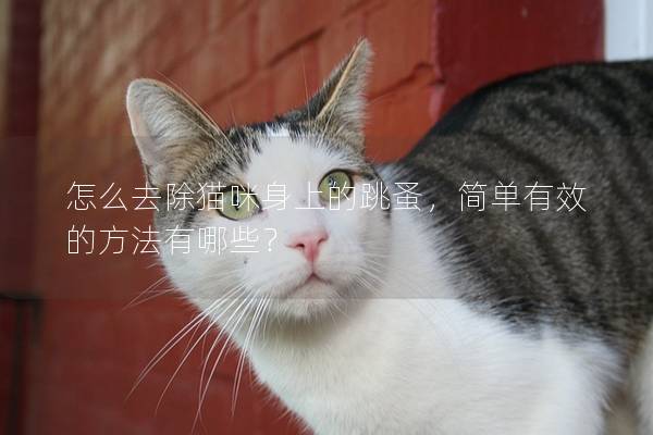怎么去除貓咪身上的跳蚤，簡單有效的方法有哪些？