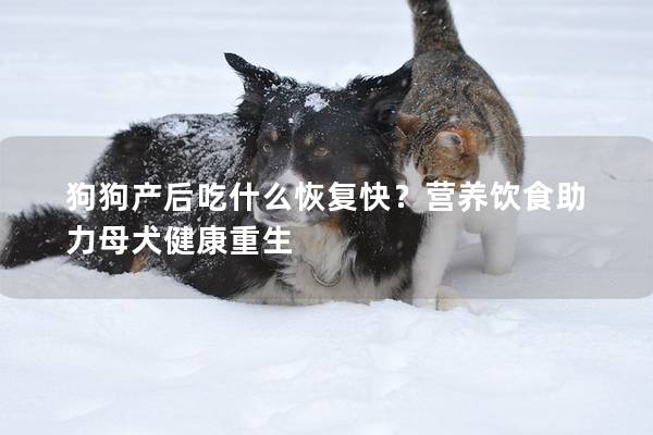 狗狗產(chǎn)后吃什么恢復(fù)快？營養(yǎng)飲食助力母犬健康重生