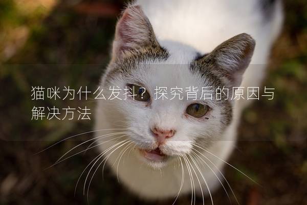 貓咪為什么發(fā)抖？探究背后的原因與解決方法