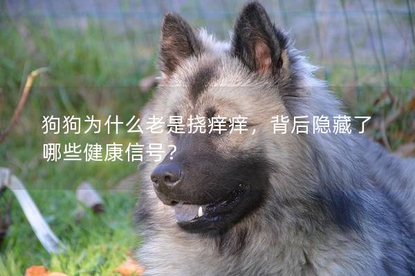 狗狗為什么老是撓癢癢，背后隱藏了哪些健康信號？