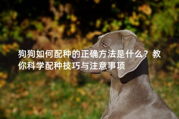 狗狗如何配種的正確方法是什么？教你科學配種技巧與注意事項