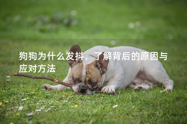 狗狗為什么發抖，了解背后的原因與應對方法