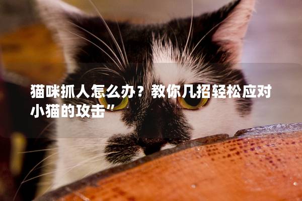 貓咪抓人怎么辦？教你幾招輕松應(yīng)對小貓的攻擊”