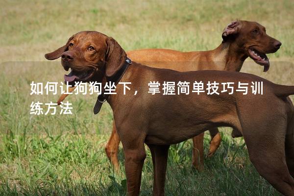 如何讓狗狗坐下，掌握簡(jiǎn)單技巧與訓(xùn)練方法