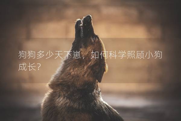 狗狗多少天下崽，如何科學(xué)照顧小狗成長？