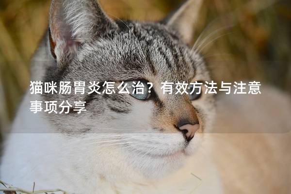貓咪腸胃炎怎么治？有效方法與注意事項分享