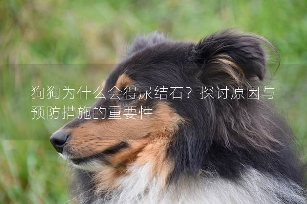 狗狗為什么會(huì)得尿結(jié)石？探討原因與預(yù)防措施的重要性