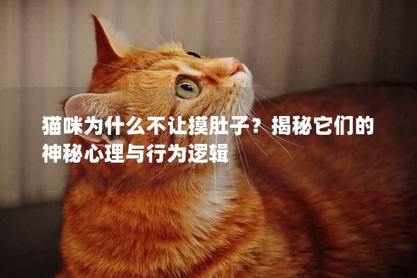 貓咪為什么不讓摸肚子？揭秘它們的神秘心理與行為邏輯