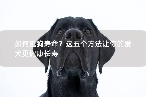 如何延狗壽命？這五個(gè)方法讓你的愛(ài)犬更健康長(zhǎng)壽