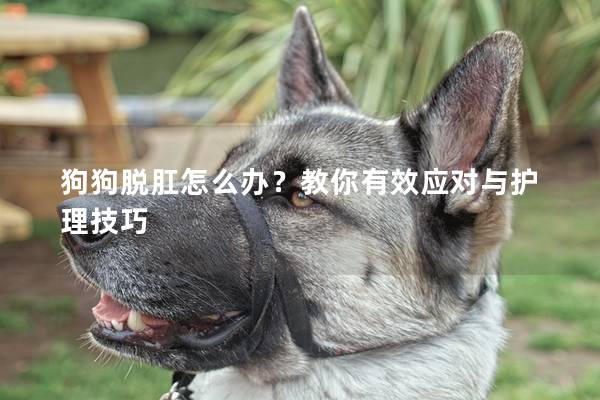 狗狗脫肛怎么辦？教你有效應(yīng)對(duì)與護(hù)理技巧