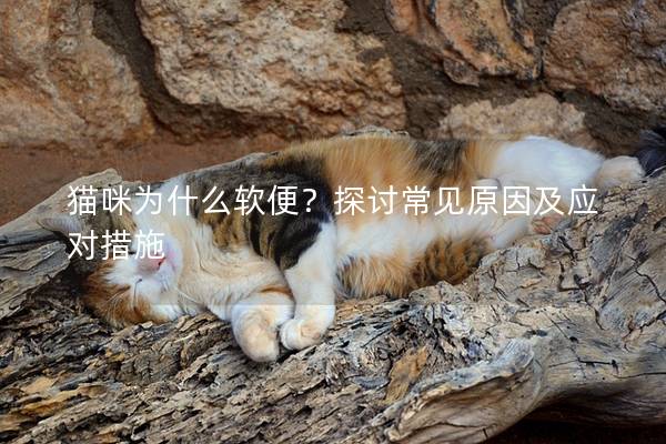 貓咪為什么軟便？探討常見(jiàn)原因及應(yīng)對(duì)措施