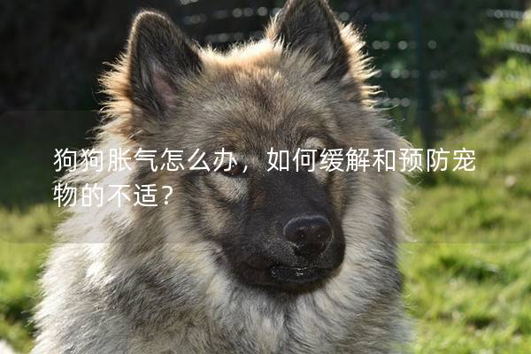 狗狗脹氣怎么辦，如何緩解和預防寵物的不適？