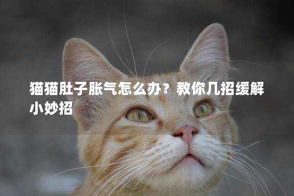 貓貓肚子脹氣怎么辦？教你幾招緩解小妙招