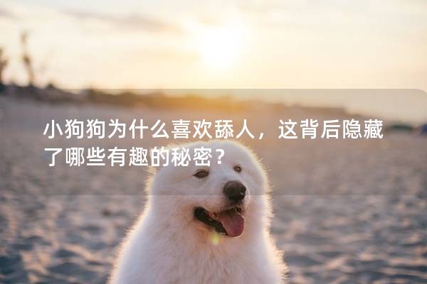 小狗狗為什么喜歡舔人，這背后隱藏了哪些有趣的秘密？