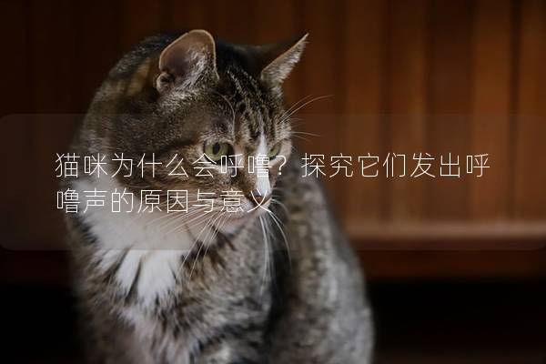 貓咪為什么會(huì)呼嚕？探究它們發(fā)出呼嚕聲的原因與意義