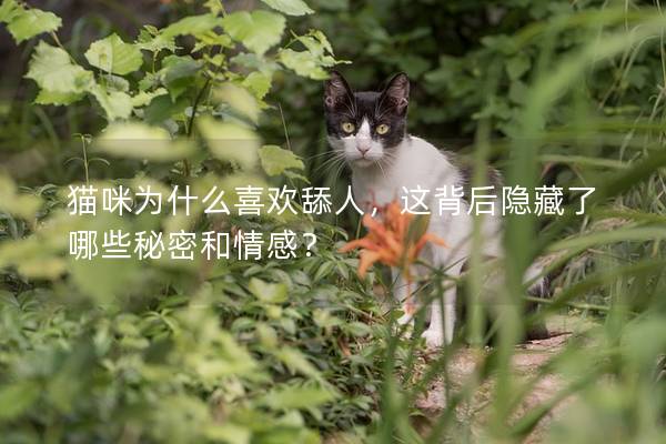 貓咪為什么喜歡舔人，這背后隱藏了哪些秘密和情感？