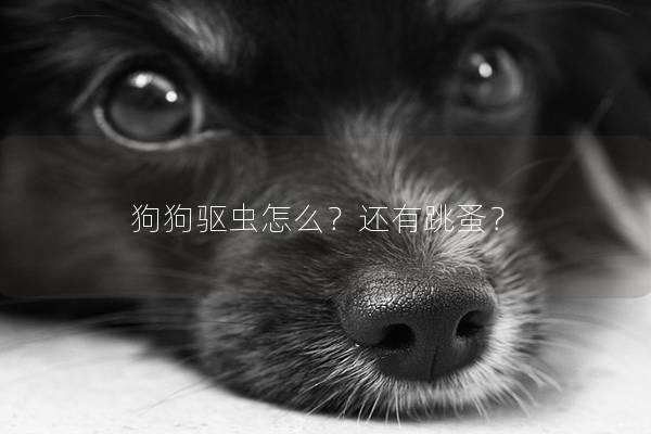 狗狗驅蟲怎么？還有跳蚤？