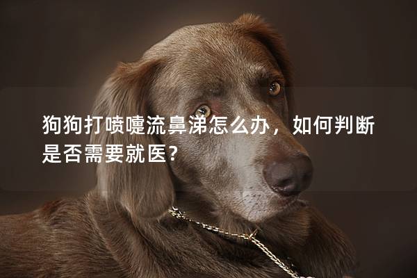 狗狗打噴嚏流鼻涕怎么辦，如何判斷是否需要就醫(yī)？