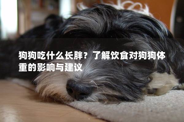 狗狗吃什么長胖？了解飲食對狗狗體重的影響與建議