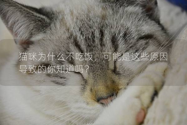 貓咪為什么不吃飯，可能是這些原因導致的你知道嗎？