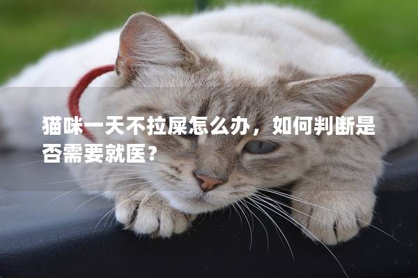 貓咪一天不拉屎怎么辦，如何判斷是否需要就醫(yī)？