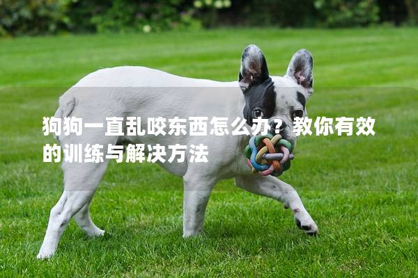 狗狗一直亂咬東西怎么辦？教你有效的訓(xùn)練與解決方法