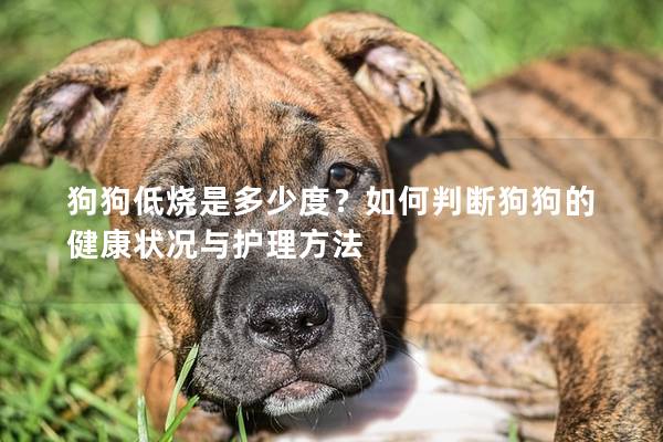 狗狗低燒是多少度？如何判斷狗狗的健康狀況與護理方法