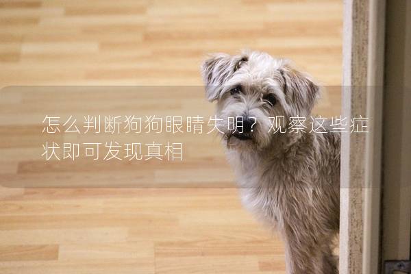 怎么判斷狗狗眼睛失明？觀察這些癥狀即可發(fā)現(xiàn)真相