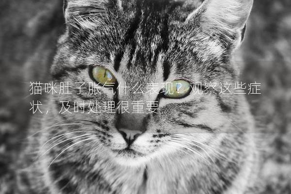 貓咪肚子脹氣什么表現？觀察這些癥狀，及時處理很重要