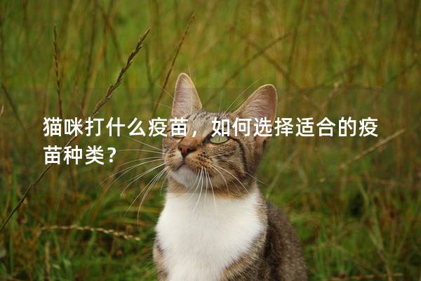 貓咪打什么疫苗，如何選擇適合的疫苗種類？