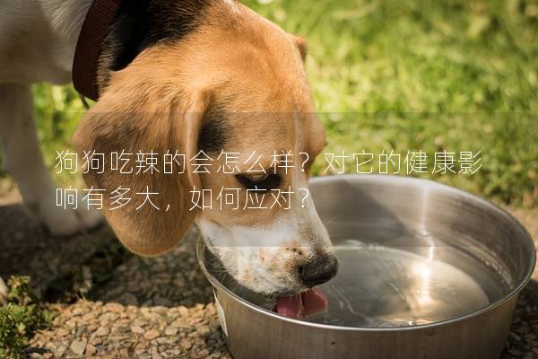 狗狗吃辣的會怎么樣？對它的健康影響有多大，如何應對？