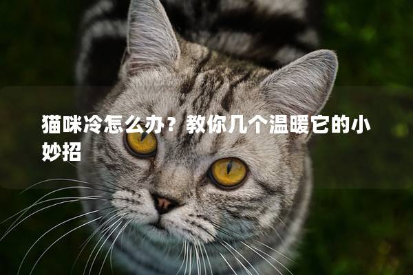 貓咪冷怎么辦？教你幾個溫暖它的小妙招