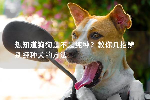 想知道狗狗是不是純種？教你幾招辨別純種犬的方法